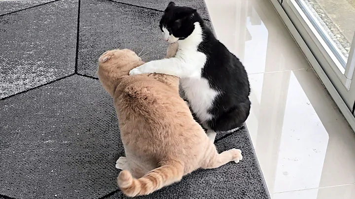 Watch the video about Cat Fight