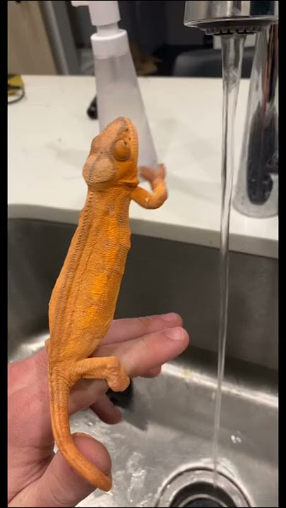 DONT DO THIS!!!!! #chameleon #pets #animals