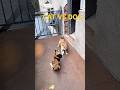 CAT VS DOG.                     #dog #cats #comedyvideos #funny #funnyvideos #minecraft