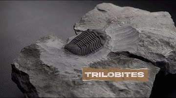 How do we use fossils to study mass extinctions?