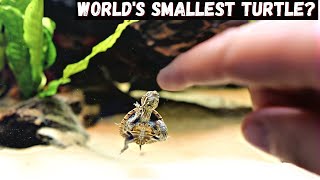 New Musk Turtle Unboxing  Plus Aquascaping Tutorial