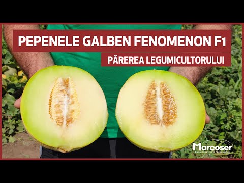 🍈 Pepenele galben Fenomenon F1 - Părerea legumicultorului - Marcoser