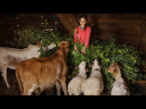 Life in Village of Talesh Mountains Episode one | Country Life Series