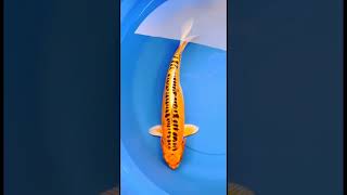 HIKARIMONO ORANGE KOI FISH || KOI FISH || BEAUTIFUL KOI FISH || SIZE 34 CM #shorts
