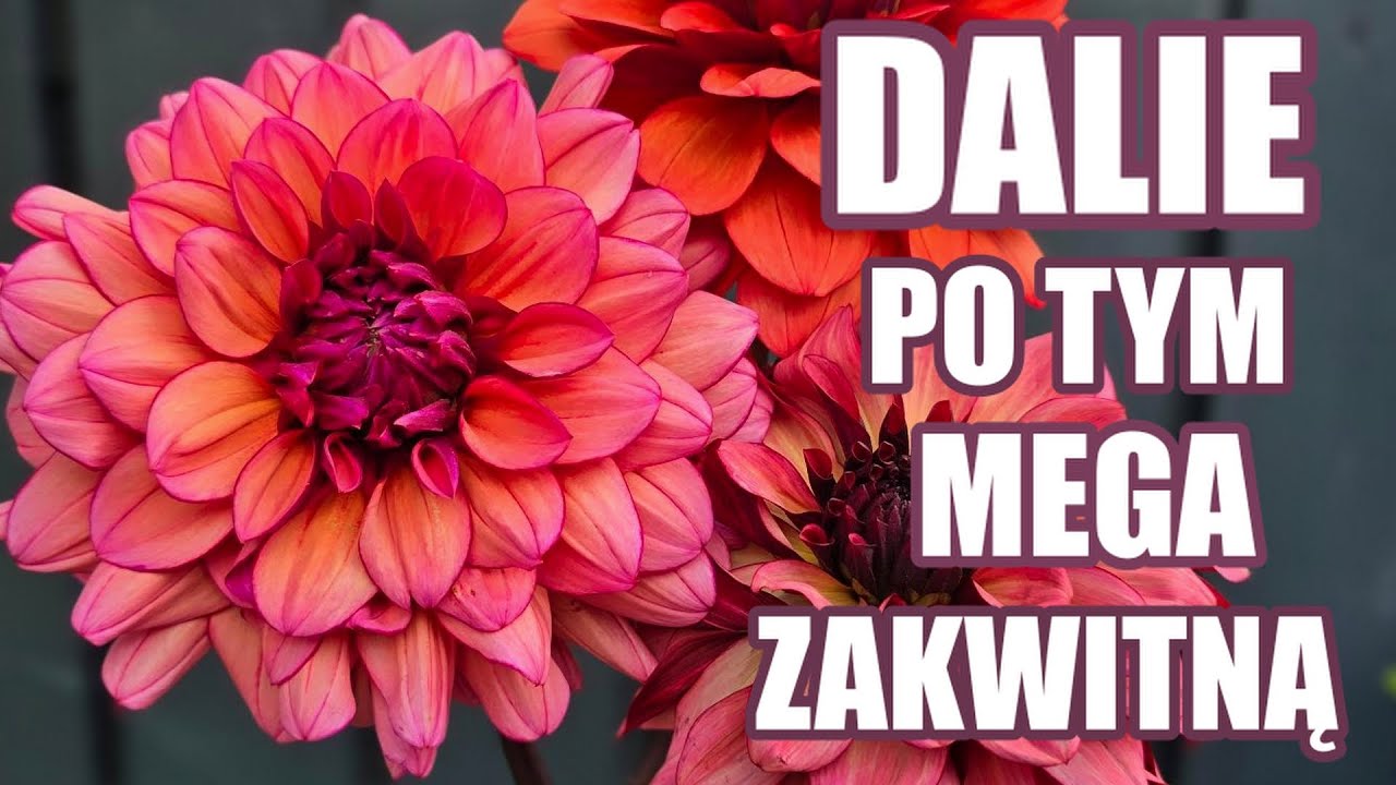Najczęstszy błąd przy pędzeniu dalii czyli czego unikać jeśli chcemy mieć dużo kwiatów🌸