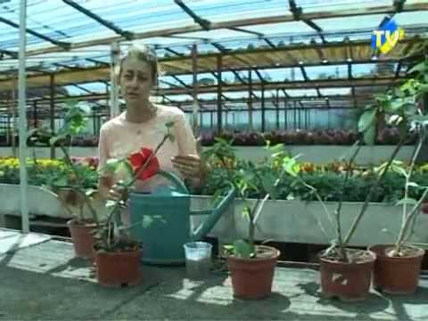 Vidéo: Tailler L'hibiscus : Quand Tailler Un Rosier De Chine ? Formation Correcte D'un Buisson De Fleurs D'intérieur à La Maison