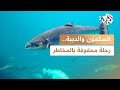 وثائقي l ذاكرته تقوده للنهر والدببة تنتظره رحلة عودة السلمون من المحيط إلى النهر mp3