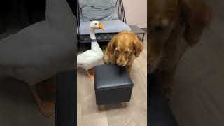 The only dog ​​I have is myself, the clown’s, the cute pet’s debut plan, the dog’s