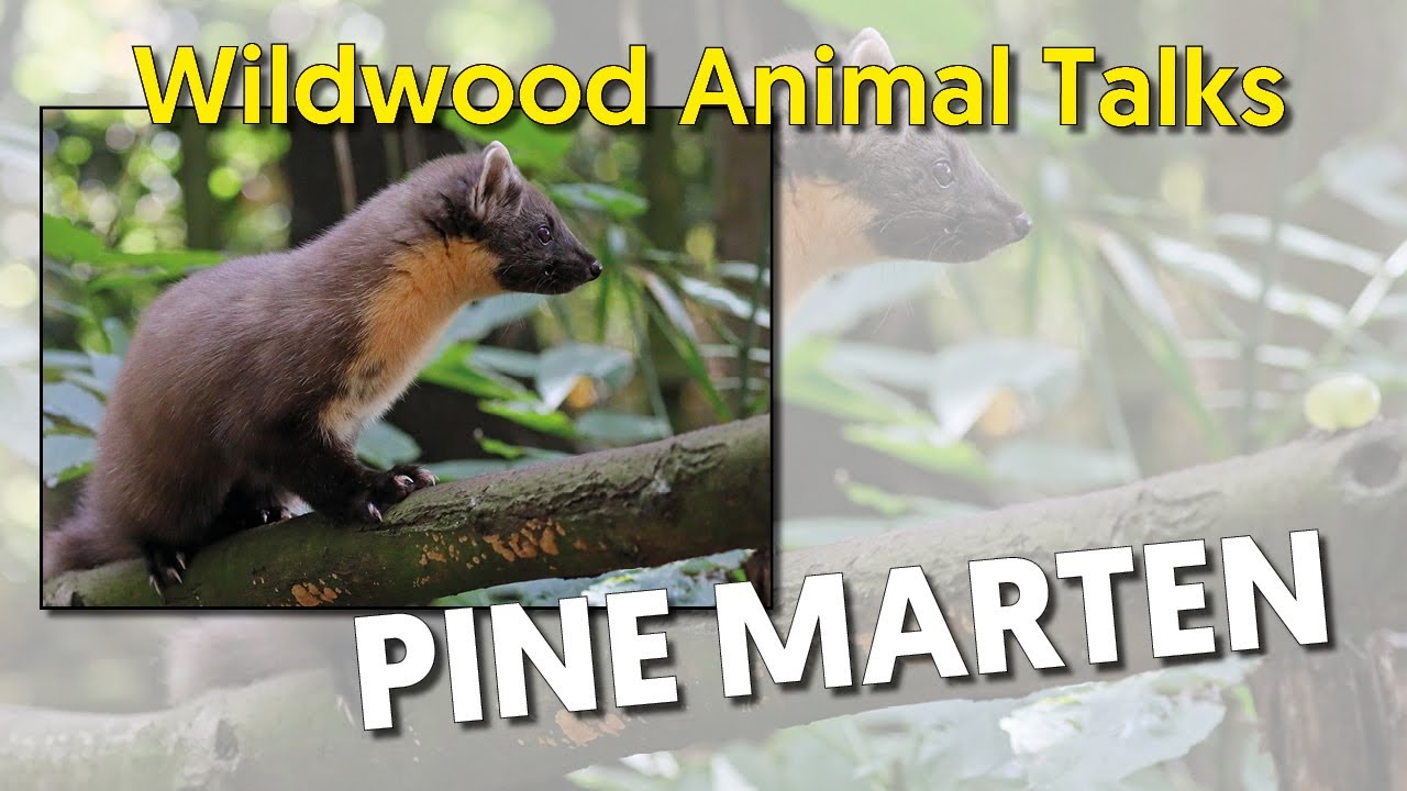 Pine marten spotted in Broadstairs, Kent, hundreds of miles from typical  Highlands habitat