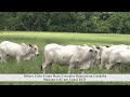 Invitación Nelore Ciclo Corto Hato Cristales Buenavista Córdoba  Campo  Mundo del Campo