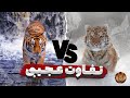 فرق ببرها فرق ببر بنگال و ببر سیبری دقیقا در چیست فرق ببرها فرق ببر بنگال و ببر سیبری دقیقا در چیست