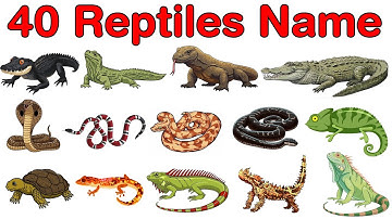 Reptiles Name | Reptiles Name in English | Names of Reptiles #reptilesname