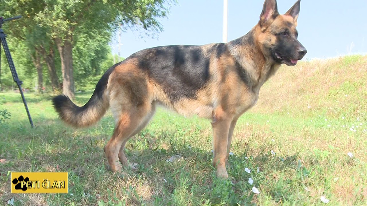 PETI CLAN NEMACKI OVCAR 23 08 2018