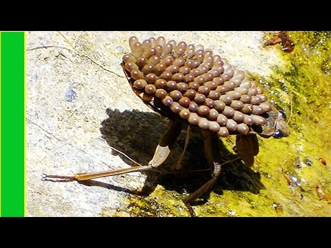 Video: Seedskadee National Wildlife Refuge: Der vollständige Leitfaden