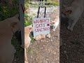 Junus, Zibby and Rosie have a little exploring session 😻 #cat #inspiration