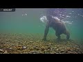 Underwater Salmon Cam - Katmai National Park, Alaska 2021 Highlights