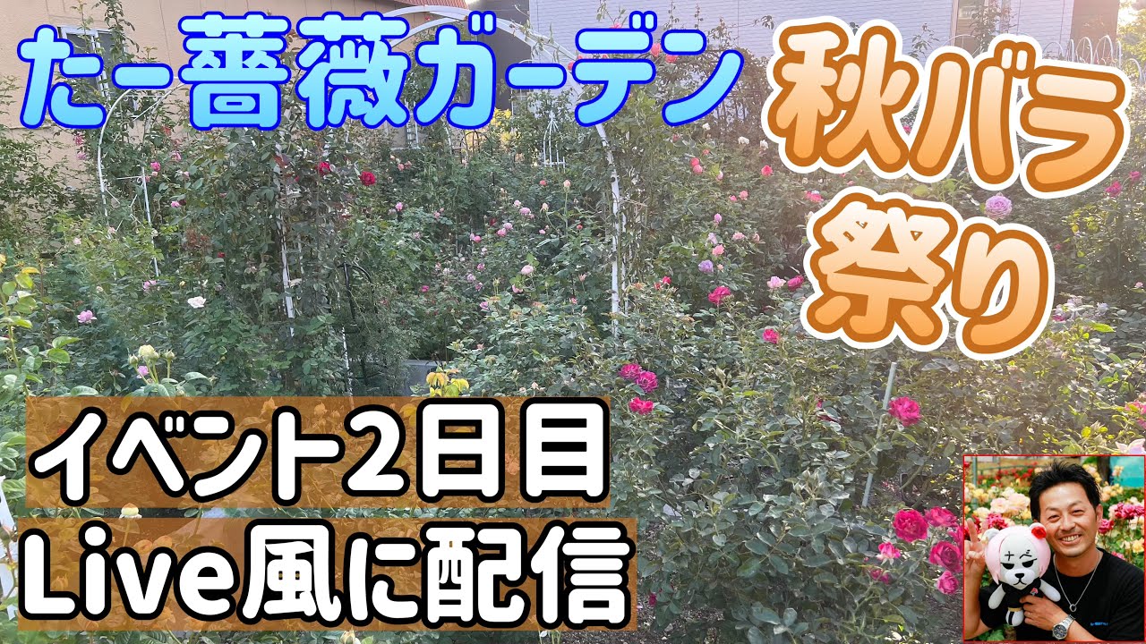 2024 Tar Rose Garden 🌹 [Autumn Roses] Enjoy it like a live