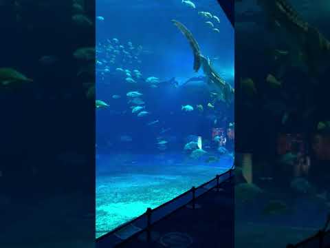 美ら海水族館 の水槽「黒潮の海」を泳ぐジンベイザメ（沖縄県）