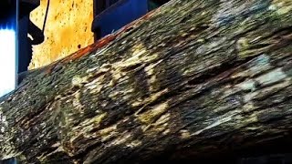 Bu Dünyadaki En Güçlü Ağaç