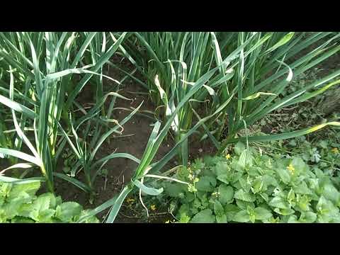 Video: Použitie Cibuľových šupiek V Záhrade: čo Je Možné Zalievať Infúziou? Ako Používať Proti Chorobám A škodcom? Výhody Odvaru Pre Rastliny