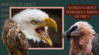 World's Most powerful birds of prey by Adore nature 1,209 views 4 months ago 12 minutes, 6 seconds