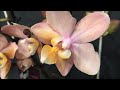 Орхидеи Парфюмерная Фабрика и Сладкая Девочка... Ликаста открывает бутон...невероятная красота)