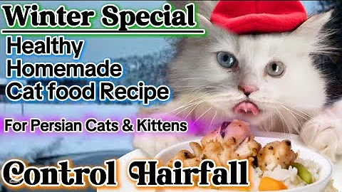 Watch the video about Healthy homemade food for Persian cats|Best food keep your persian cats warm in winter|Stop hairfall
