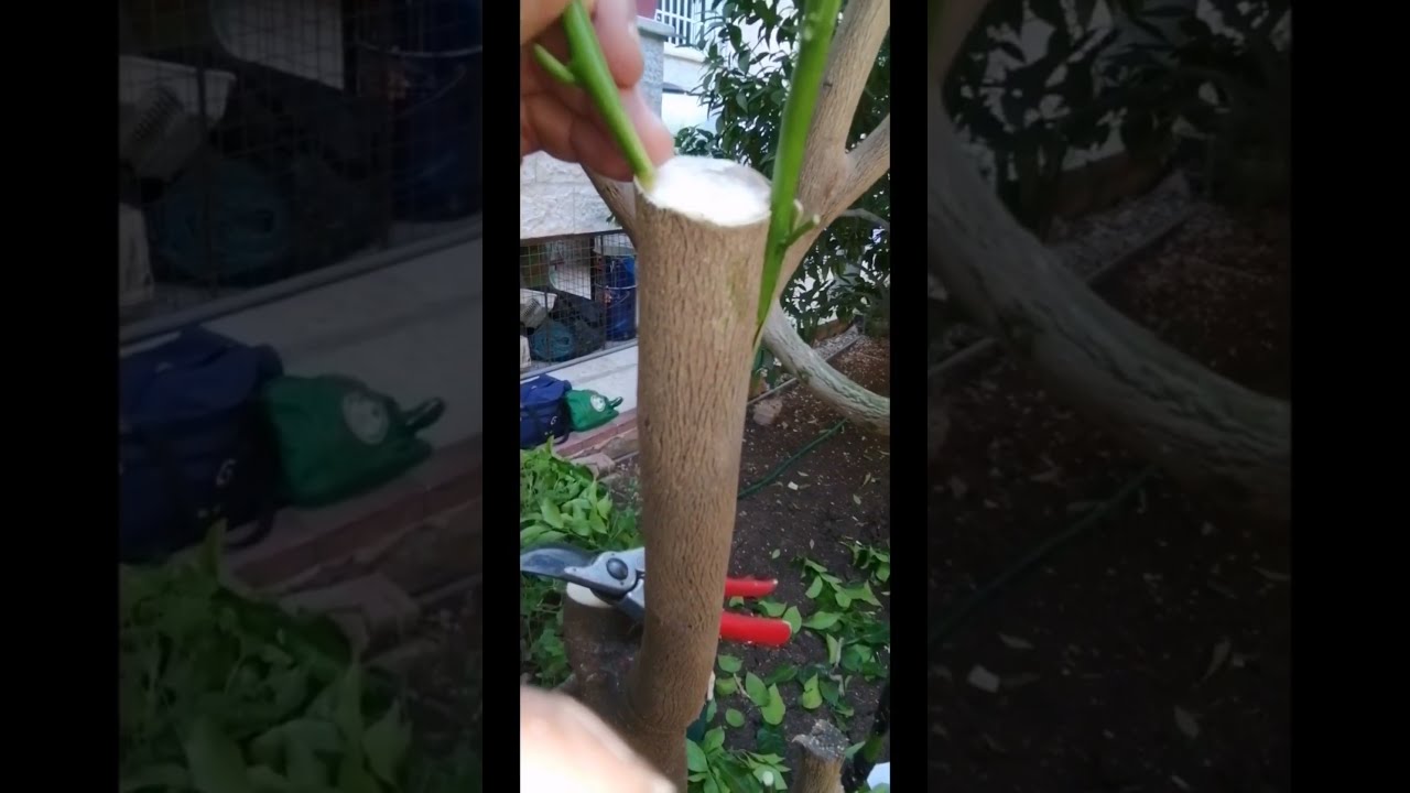تطعيم شجرة نارنج(زفير) مع النتيجة بالليمون بتاريخ 1/6/2020بالقلم اللحائي  و بالبرعم
