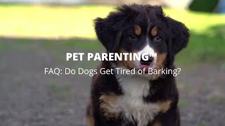 Do Dogs Ever Get Tired Of Being Petted