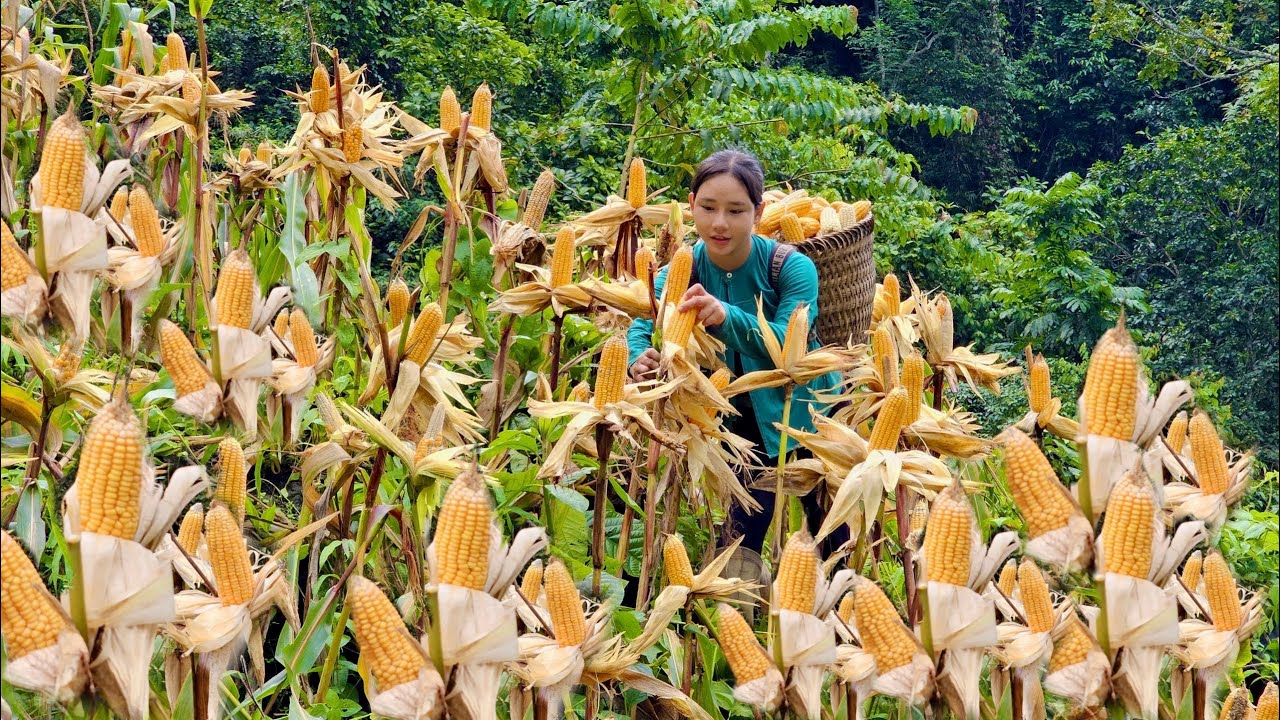 Harvesting yellow corn garden after 6 months of growing naturally on the hill | Hoang Thi Mai