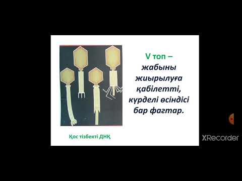 Бейне: Жасуша вириондарды лизистегенде не істейді?