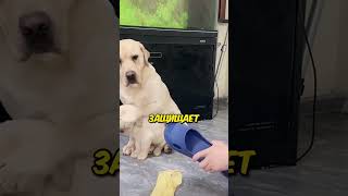 Лабрадор Защищает Своего Щенка😭💔#shorts #animals