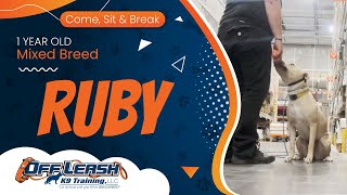 1 yo Mix Breed Ruby ~ Best Mixed Breed Trainers ~ Off Leash K9 Training Phoenix by Off Leash K9 Training Phoenix 13 views 9 days ago 58 seconds