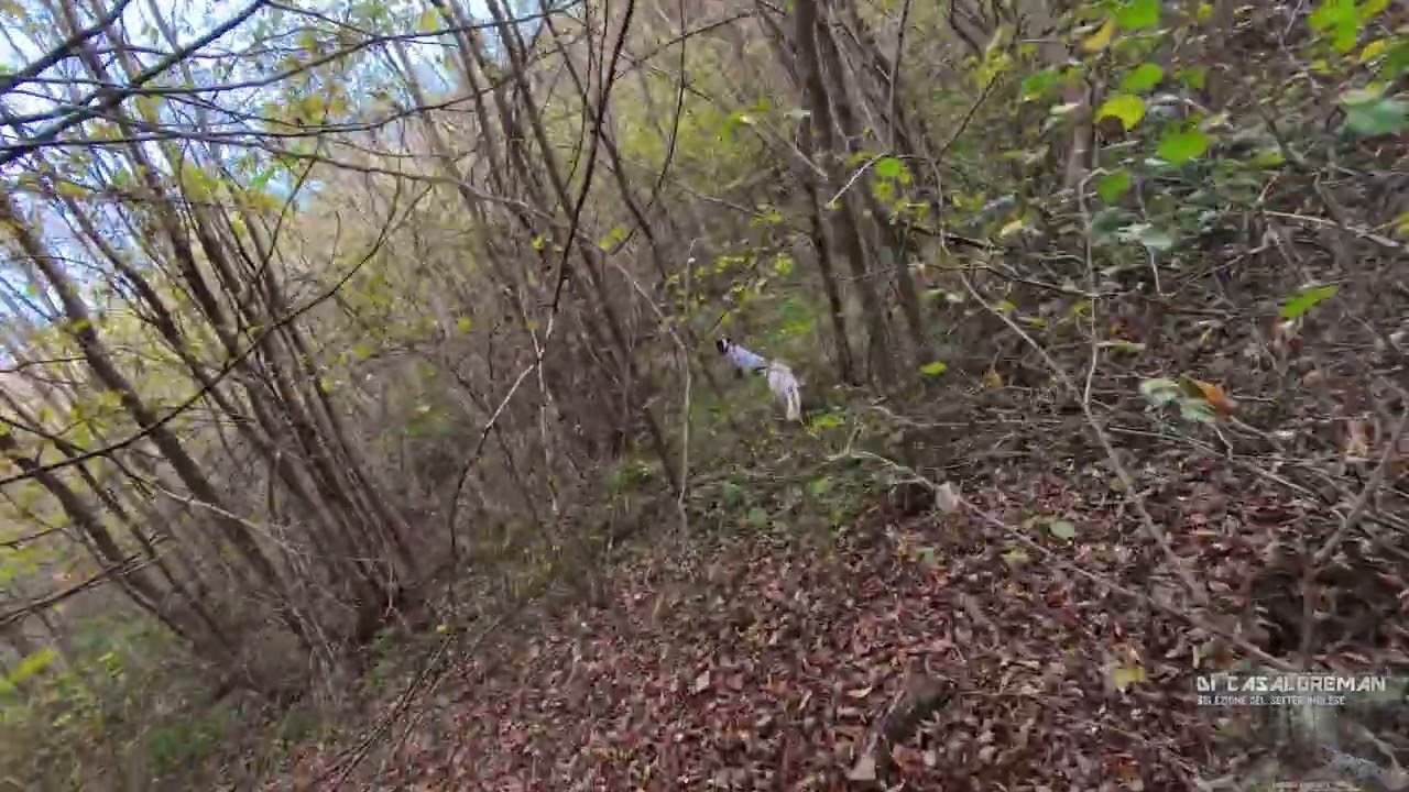 Beccaccia che si rimette sulla fucilta