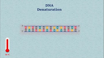 Sanger DNA Sequencing - Gel Electrophoresis Animation