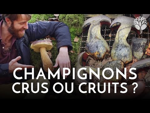 Vidéo: Est-il possible de manger des champignons crus du magasin