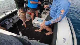 Pambula Fishing going off (35 + fish!!!)