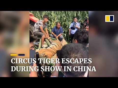 Circus tiger escapes from its cage in China