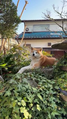秋田犬in庭。#秋田犬 #いぬ #いぬすたぐらむ