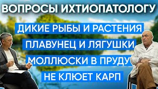 видео: Вопросы ихтиопатологу. Моллюски в пруду. Дикие рыбы и растения. Амур против камышей. Раки в пруду. картинка: Вопросы ихтиопатологу. Моллюски в пруду. Дикие рыбы и растения. Амур против камышей. Раки в пруду.