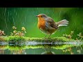 🌸 Serene Piano Melodies, Birds Chirping &amp; Flowing Stream - Calm Your Mind &amp; Heal Your Soul 🌿🕊🎶