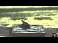 Super Slow Motion Starling in a Bird Bath using IX Camera