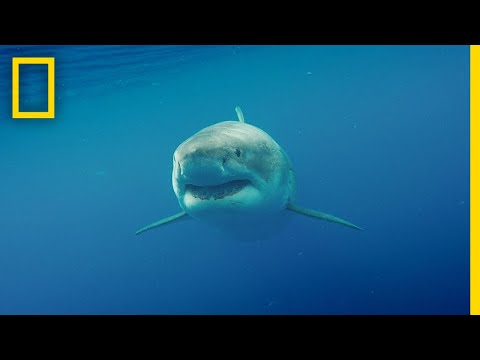 World’s Biggest Great White? Documents “Deep Blue” | National Geographic - World’s Biggest Great White? Documents “Deep Blue” | National Geographic