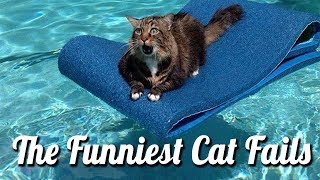 Funniest CAT videos EVER! Best cat videos 2017!