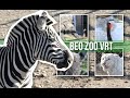 PINGVINI PRAVE ŽURKU, MEDE UGLAVNOM SPAVAJU, LEOPARD NAS RAZOČARAO: Proveli smo dan U BEO ZOO VRTU!