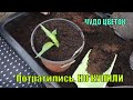 ЧТО за ЦВЕТЫ !!!  ПОТРАТИЛИ ВСё  ,  Но Купили  !!! /  сад и огород в деревне 2022