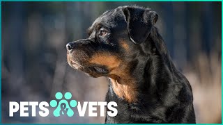 The Real Rottweiler: Debunking the "Guard Dog" Myths