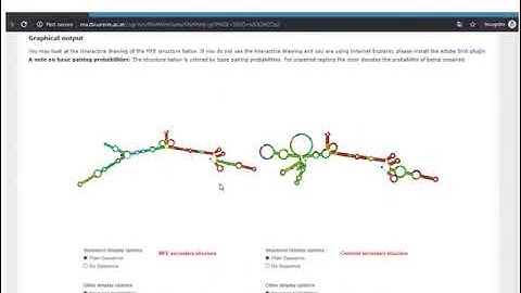 RNA Pull-down Procedure to Identify RNA Targets (Day3 of the training program)