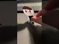 The grape fall (Ft OllieBolly)