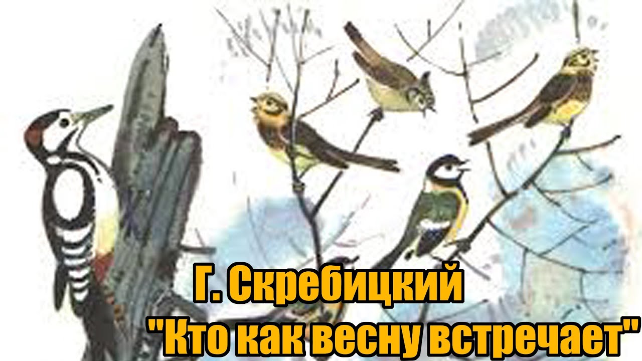 Скребицкий весенняя песня слушать. Скребицкий г. «кто как весну встречает». Скребицкий весне навстречу иллюстрации. Скребицкий синичка.